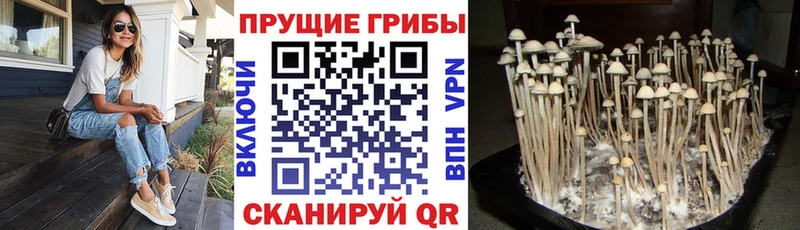 купить наркотики сайты  гидра зеркало  Псилоцибиновые грибы прущие грибы  Электросталь 